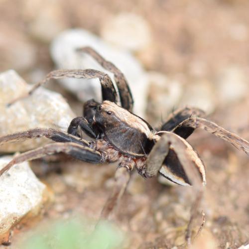 Alopecosa albofasciata